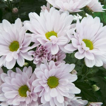 Flowering Plants