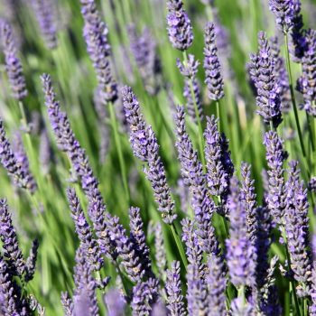Lavenders