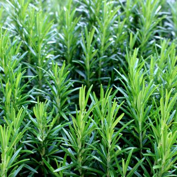 Culinary Plants