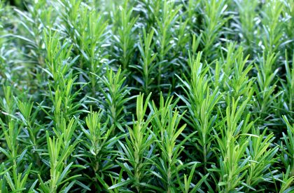 Culinary Rosemary Herb Plants