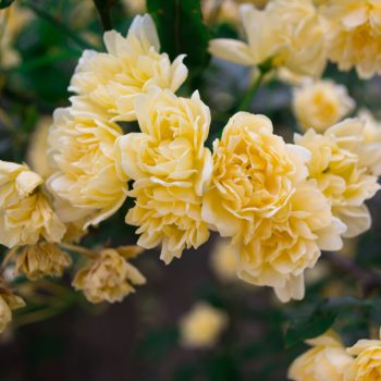 Roses
