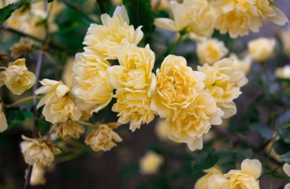 Yellow Patio Roses
