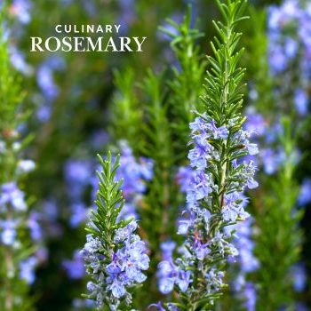 Rosemary