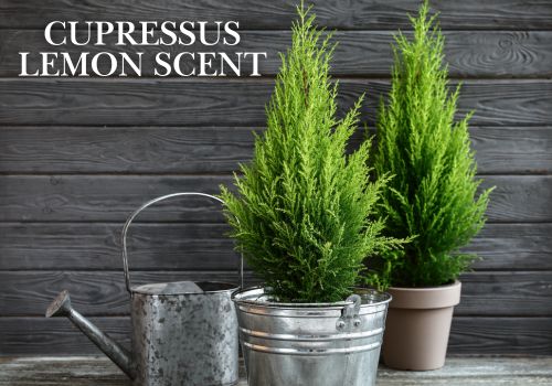 Cupressus Lemon Scent Wholesale Potted Plants