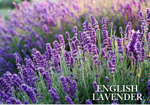 English Lavender Wholesale Potted Plants