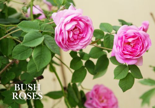 Flowering Bush Rose Wholesale Potted Plants