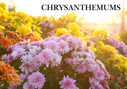 Chrysanthemum Wholesale Potted Plants
