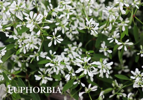 Euphorbia Flowering Wholesale Potted Plants