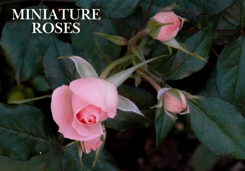 Miniature Flowering Rose Wholesale Potted Plant