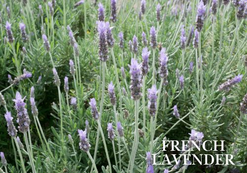 French Lavender Flowering Potted Wholesale Plants
