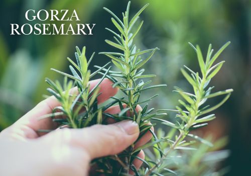 Gorza Rosemary Culinary Wholesale Potted Plants