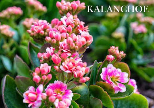 Kalanchoe Flowering Wholesale Potted Plants