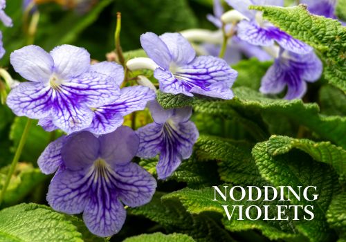 Nodding Violet Hanging Wholesale Potted Plants