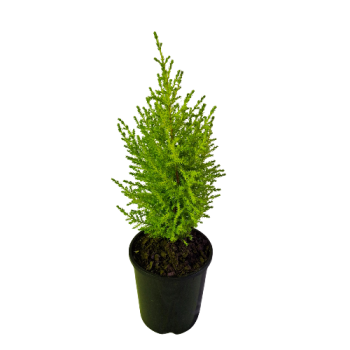 140mm Cupressus Lemon Scent Potted Plant