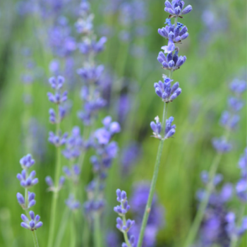 Fragrant English Lavender Potted Plant