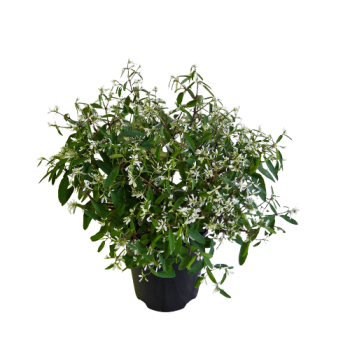 140mm Euphorbia Silver Fog Potted Plant
