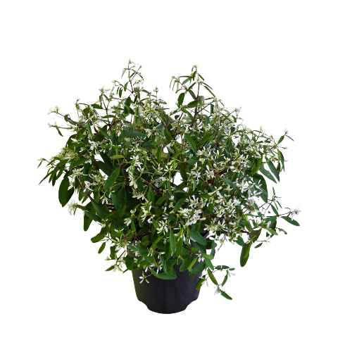140mm Euphorbia Silver Fog Potted Plant