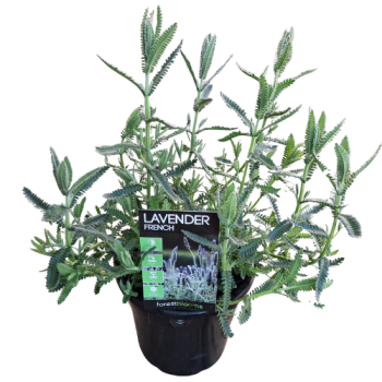 180mm Fragrant French Lavender Potted Plant