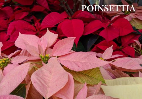 Poinsettia Wholesale Colourful Potted Plants