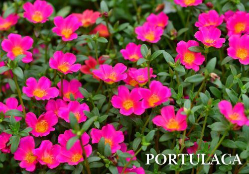 Portulaca Wholesale Flowering Potted Plants