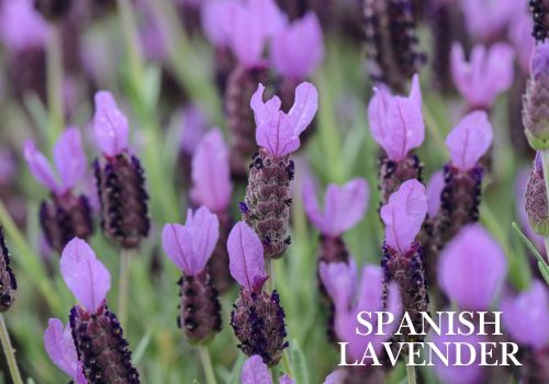 Spanish Lavender Wholesale Potted Plant