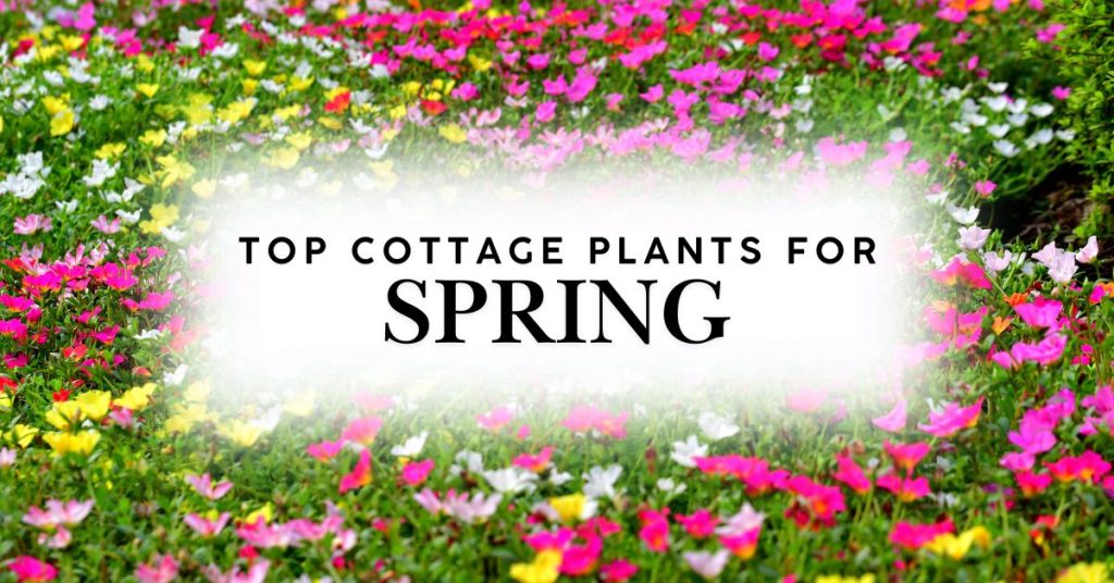 Top Cottage Plants For Spring Sales