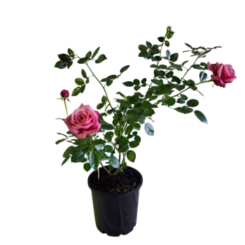200mm Pink Flowering Bush Rose Potted Plant