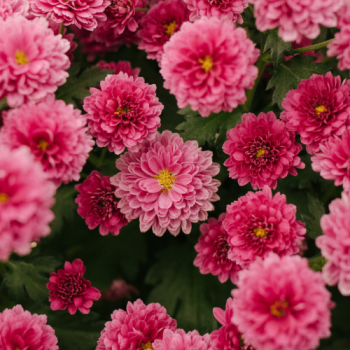 140mm Pink Flowering Chrysanthemum Potted Plant