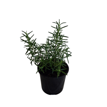 130mm Culinary Gorza Rosemary Potted Plant