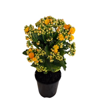 140mm Yellow Flowering Kalanchoe Plant