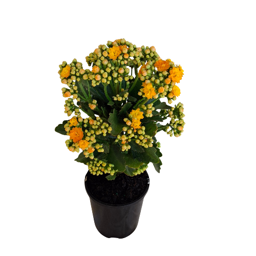 140mm Yellow Flowering Kalanchoe Plant