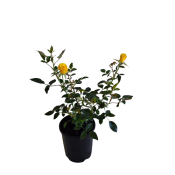140mm Yellow Flowering Miniature Rose