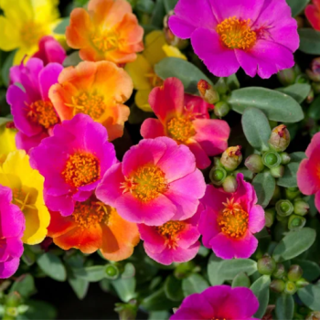 Flowering Portulaca Succulent Potted Plant