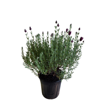 180mm Fragrant Spanish Lavender Potted Plant