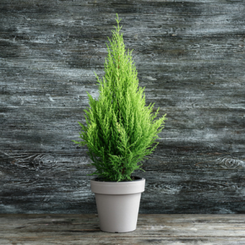 Trees & Shrubs