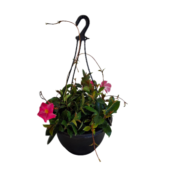 300mm Flowering Dipladenia Hanging Potted Plant