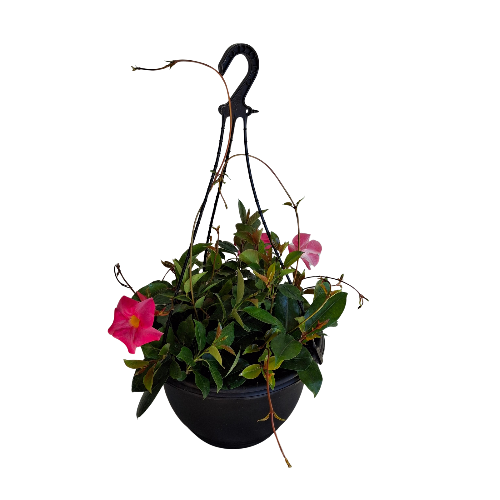 300mm Flowering Dipladenia Hanging Potted Plant