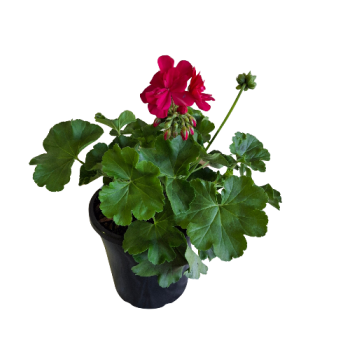 180mm Red Flowering Geranium Potted Plant