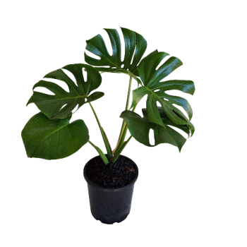200mm Monstera deliciosa Wholesale Potted Plant