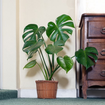 Indoor Plants