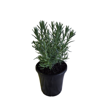 180mm Avonview Lavender Wholesale Potted Plant