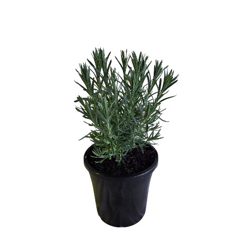180mm Avonview Lavender Wholesale Potted Plant